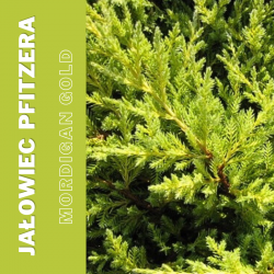 Jałowiec Pfitzera Mordigan Gold